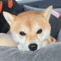 とても愛らしいお顔立ち（画像提供：豆柴モモさん ※動画よりキャプチャ、画像を一部トリミング）