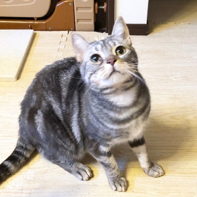 目薬はやだ！と逃げまくる