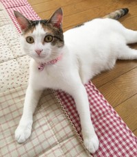 あどけない表情がかわいらしいショコラちゃん（画像提供：るなさん）