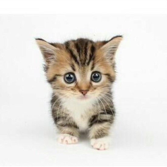 家にきたころの「セナ」