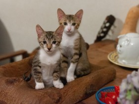 取っ組み合いのあと抱き合って眠る兄妹猫　2匹一緒にもらってくれる人を探す