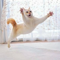 感動の再会に涙がでちゃう？（提供：忍者猫チャコたん&すず香さん）