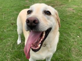 犬友のおかげで海で泳げるようになった　ラブラドールレトリバー「ベル」