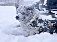 家の敷地内で雪まみれになる純ちゃん（画像提供：秋田犬 純：Akita Inu Junさん）