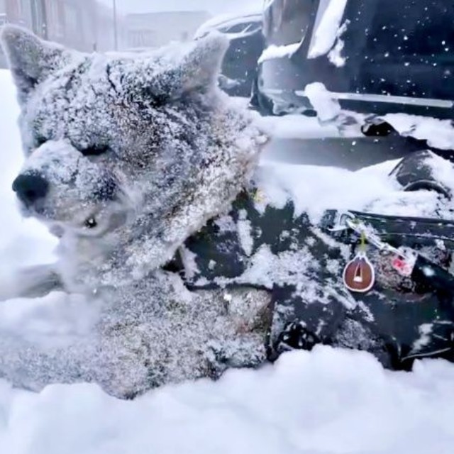 家の敷地内で雪まみれになる純ちゃん（画像提供：秋田犬 純：Akita Inu Junさん）