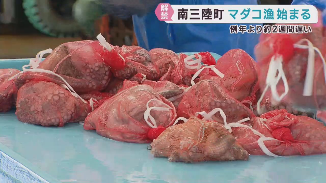 名産のマダコ漁が始まる　資源管理で２週間遅れる　宮城・南三陸町