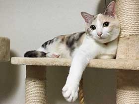 特技はカーテンレール上の後ろ歩き　ふわふわの三毛猫「ファズ」