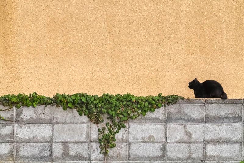 「かべねこ」より　（撮影　吉田裕吏洋）