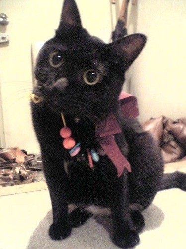 11歳ごろのくぅちゃん「可愛いけど女の子じゃないよ」（典佳さん提供）