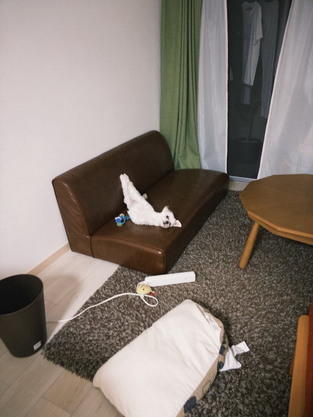 見事な伸脚を見せてくれるほたてくん（提供：ほたてさん）