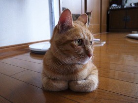 兄弟で捨てられていた子猫２匹、一緒に引き取られ幸せに