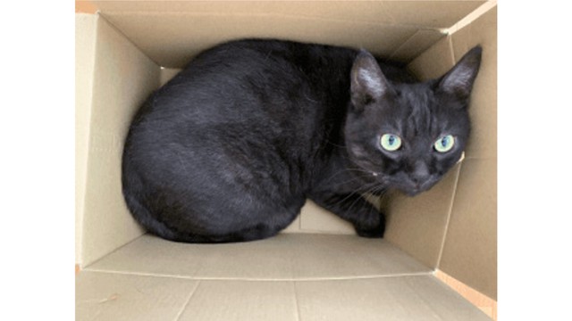 災害時に飼い犬や猫はどうすればいい？「ペットとの同行避難ガイドライン」を発表　岡山市