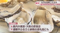 IoT活用して養殖したカキの販売スタート