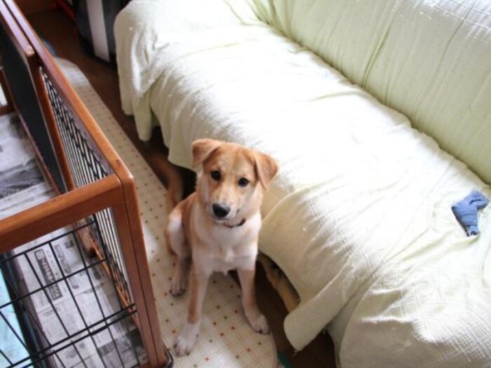 家にきたころの「ひな」