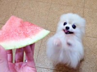 こまちちゃんはすくっと立ち上がりました（画像提供：comatemaさん）