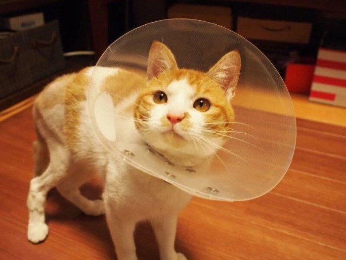 家にきたころの「ヒコ」