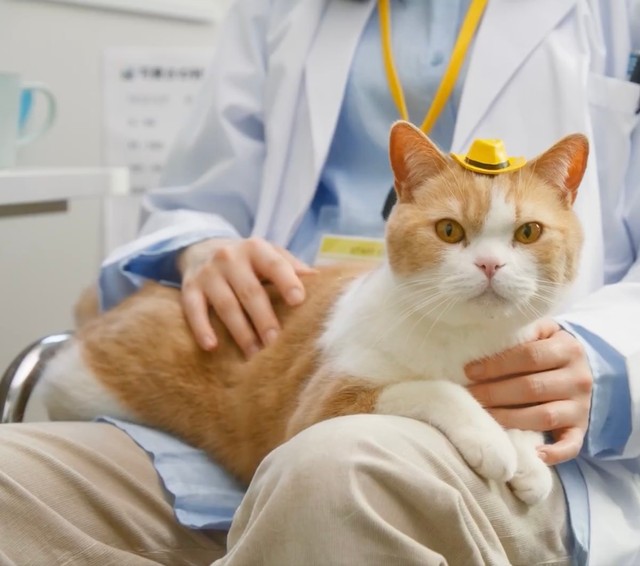 「猫」を交通社会の一員として守るべき対象と考えるイエローハットのモットーは、『猫を危険に晒さないこと』と『猫への尊厳』（画像提供：イエローハット）