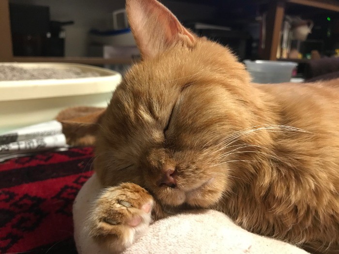 一昨年12月下旬の元気のない梅ちゃん