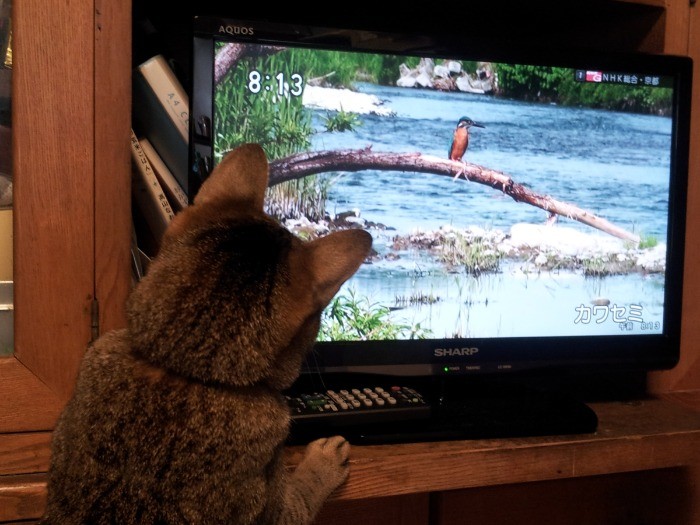 パソコンの画面の鳥に興味津々