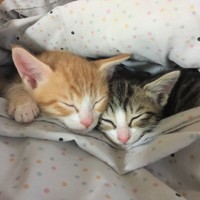 お母さんの献身的なお世話で、ここまで大きくなりました