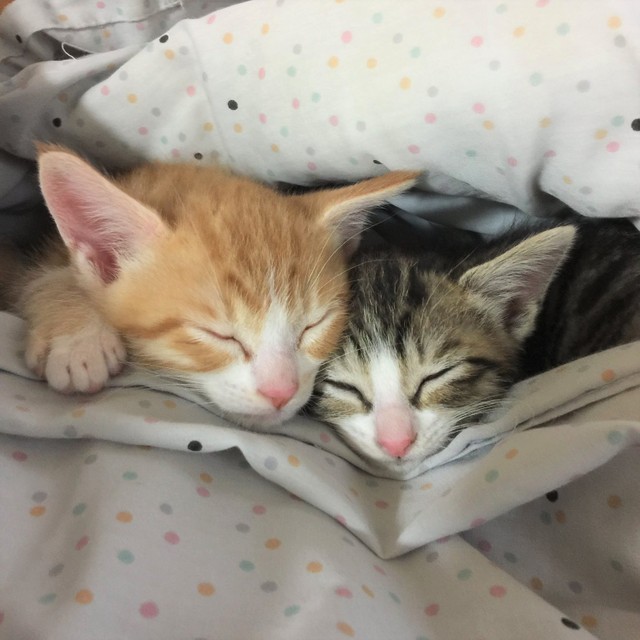 お母さんの献身的なお世話で、ここまで大きくなりました