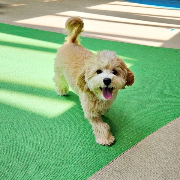 初めてのドッグランでニコニコ笑顔のきぬくん（画像提供：きぬさん）