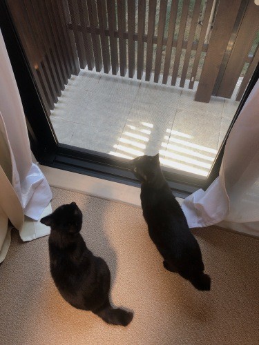 脱走防止柵の付いたベランダ。「体が小さくてくぐり抜けそうだから、まだ出してもらえないんだ」（耕太さん提供）