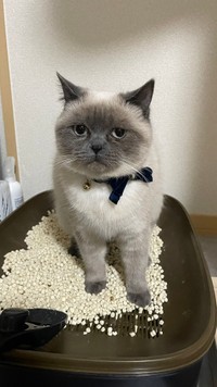 猫のトイレ掃除をしていたら乱入＝こまち&ゆきまるさん（@komachi_catlife）提供