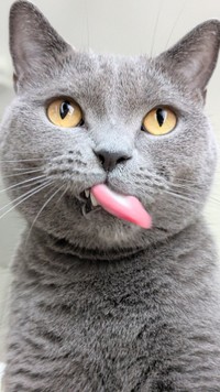 毛繕いの最中のワンショット（提供：たぬをさん）