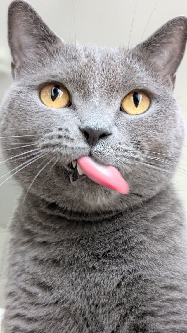 毛繕いの最中のワンショット（提供：たぬをさん）