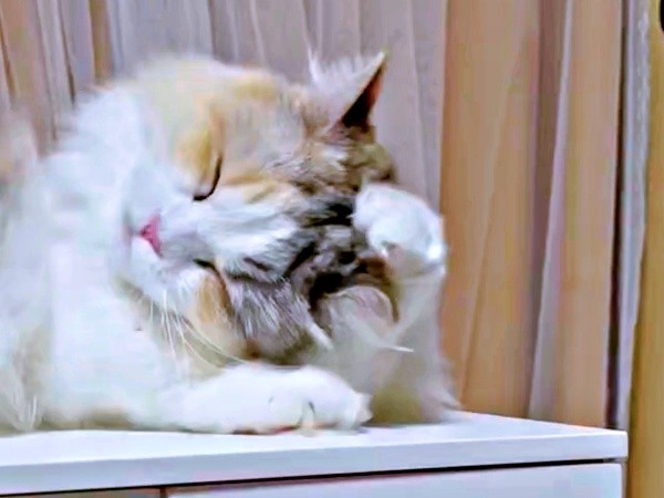 頭の毛づくろいをするめるちゃん（画像提供：めるちゃんだよさん）