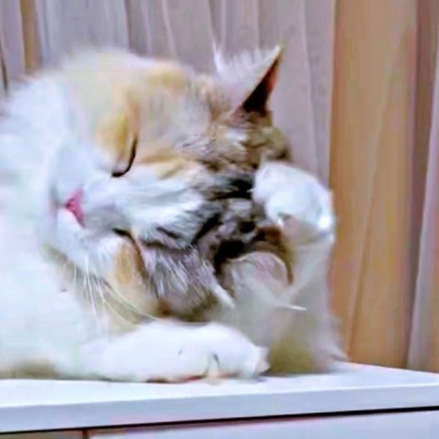 頭の毛づくろいをするめるちゃん（画像提供：めるちゃんだよさん）