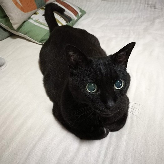 myawoさんの投稿写真。猫目線の投稿STORYで、myawoさんの深い愛を感じました。