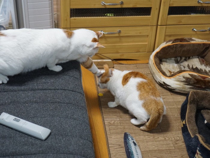 イーグル（左）とちゃー君。男子組は時々軽くバトル…