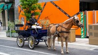 神戸の市街地に馬車が出現？（明石乗馬協会提供）