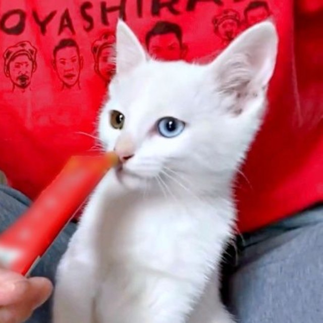 初めての液状おやつを夢中で食べるおもちくん（画像提供：瞳さん）