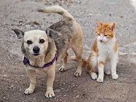 犬猫の殺処分数、茨城は前年度より減少　ボランティアへ譲渡増で