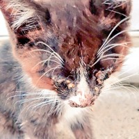 保護当時は体調が悪く、毛色が赤茶色だった（遠藤さん提供）