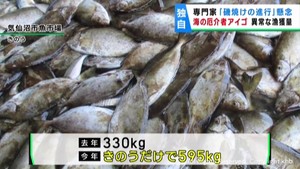 暖かい海に生息　海の厄介者アイゴ　宮城・気仙沼魚市場に大漁水揚げ　懸念が広がる