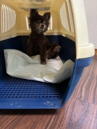 あまりにもガリガリだったお迎え当初