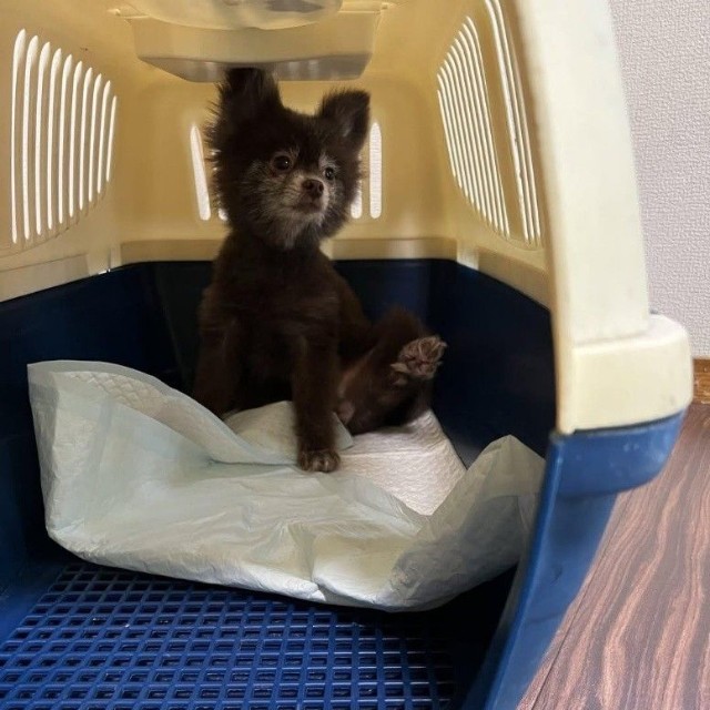 あまりにもガリガリだったお迎え当初