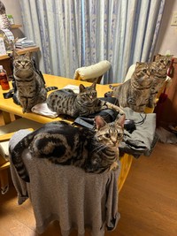 いつもこんなふうに集合してますにゃん（はるとさん提供）