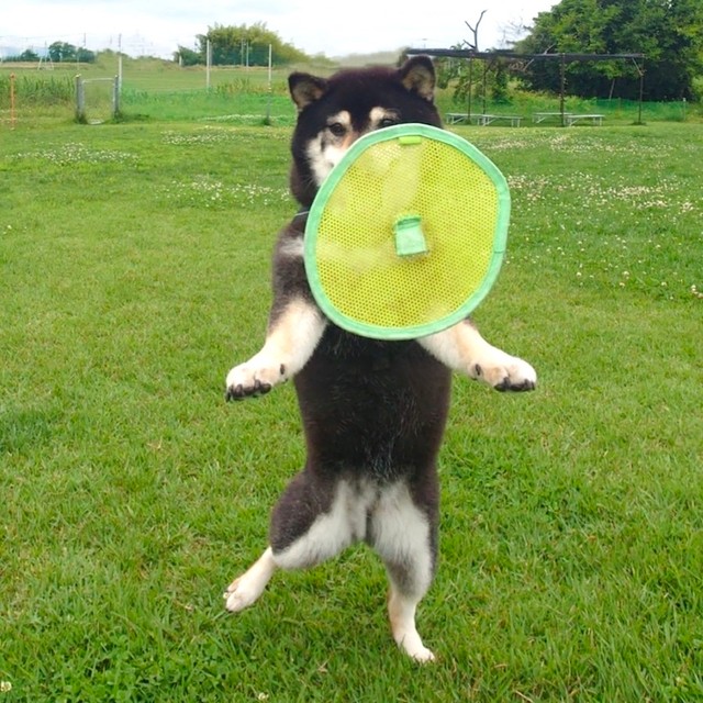 「ATフィールド全開」（画像提供：くーさんママさん @kukuri_shibainu）