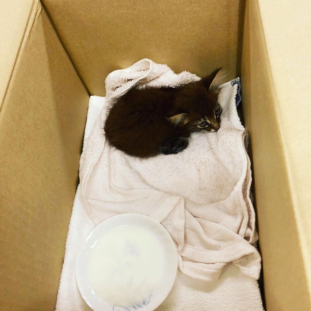 保護された時＝kotonet822さん提供