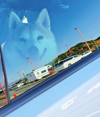 空に浮かんでる！？ 車内で撮った一枚が話題になったらいとくん（画像提供：柴犬らいと（巨柴）＆夜盲 章さん）