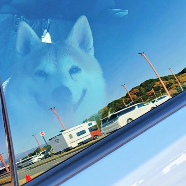 空に浮かんでる！？ 車内で撮った一枚が話題になったらいとくん（画像提供：柴犬らいと（巨柴）＆夜盲 章さん）