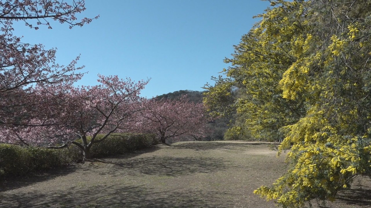 早春の花の競演 小豆島でミモザと河津桜が見頃 香川 | KSBニュース