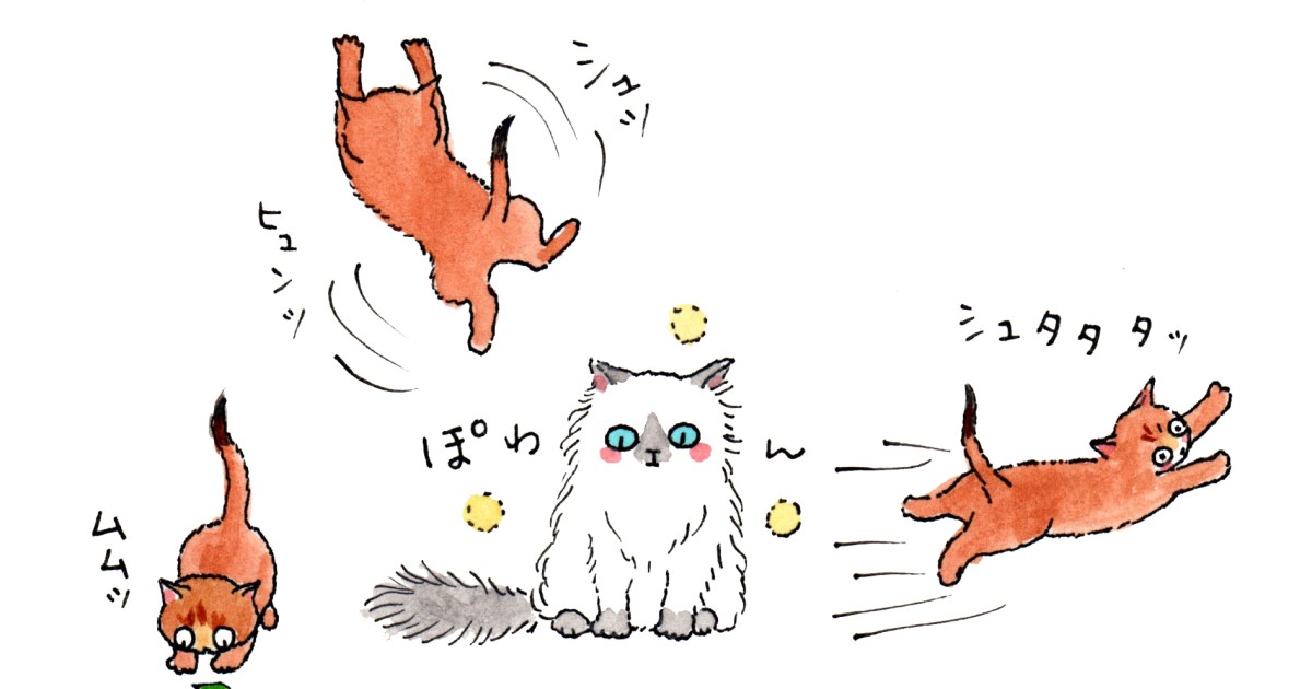 竹脇家に初めて外国の猫が来た！？ のんびり屋のボギーとおてんば娘の