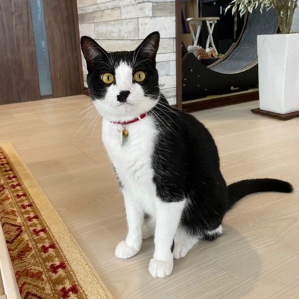 飼い主さんをじっと見つめるかごめちゃん（画像提供：minato.kさん）