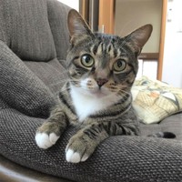 お手手の白手袋が可愛いキャンディーちゃん。白いエプロンもキュート